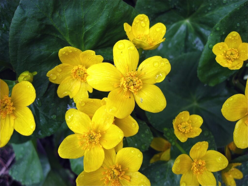 Caltha palustris - Marsh Marigold
