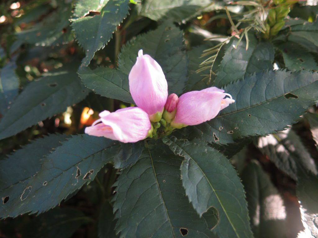 Chelone lyonii - Pink Turtlehead