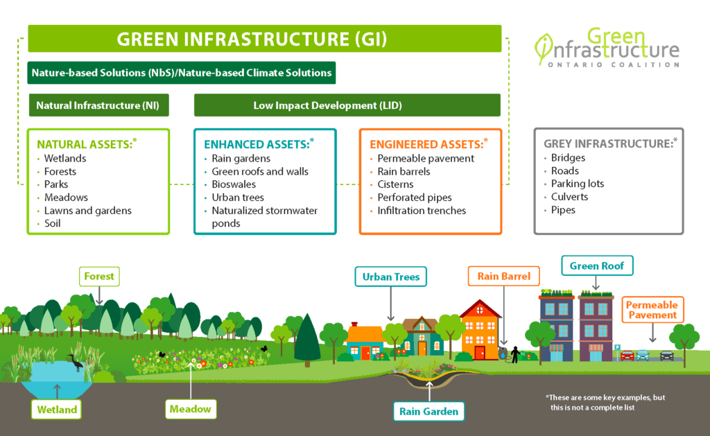 Types of Green Infrastructure: Natural Assets - Wetlands, Forests, Parks, Meadows, Lawns & Gardens and Soil. Enhanced Assets - Rain Gardens, Green Roof & Walls, Bioswales, urban Trees and Naturalized stormwater ponds. Engineered Assets - Permeable Pavement, Rain Barrels, Cistern, Perforated Pipes and Infiltration Trenches. Examples of Grey Infrastructure - Bridges, Roads, Parking Lots, Culverts and Pipes.
