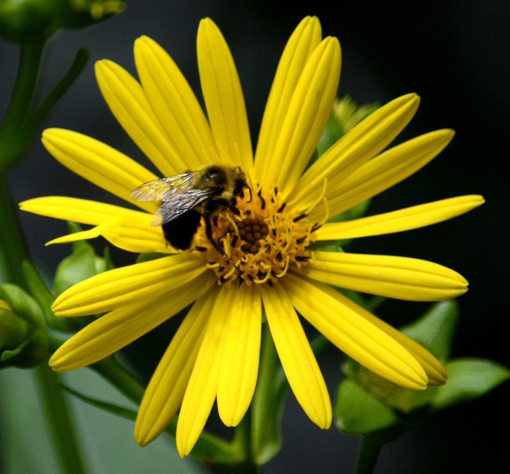 Heliopsis helianthoides - False Sunflower