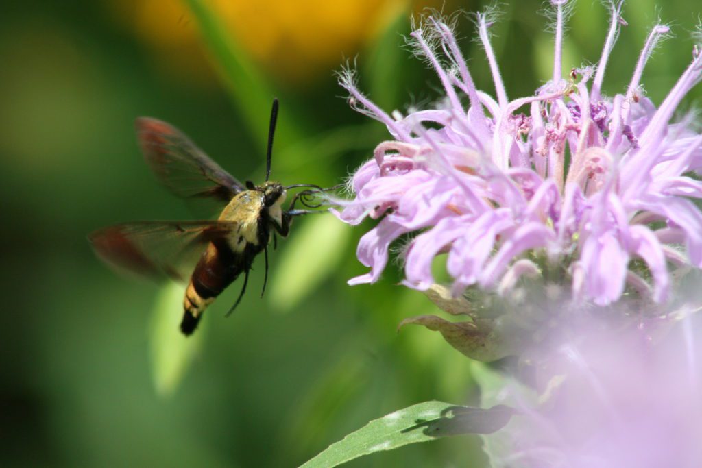 Monarda fistulosa - Wild Bee Balm