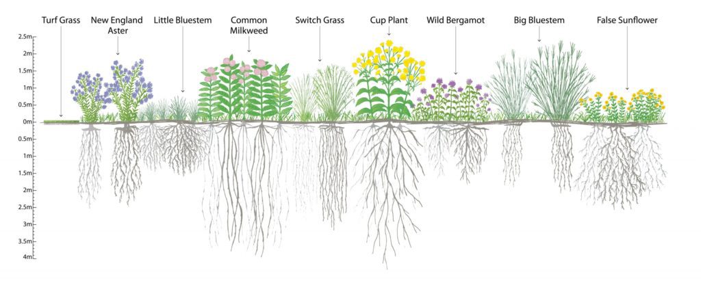 Native Plants Root System