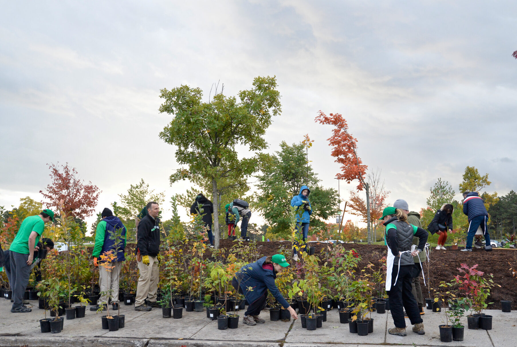 People engaged in planting a mini forest at Toronto Zoo