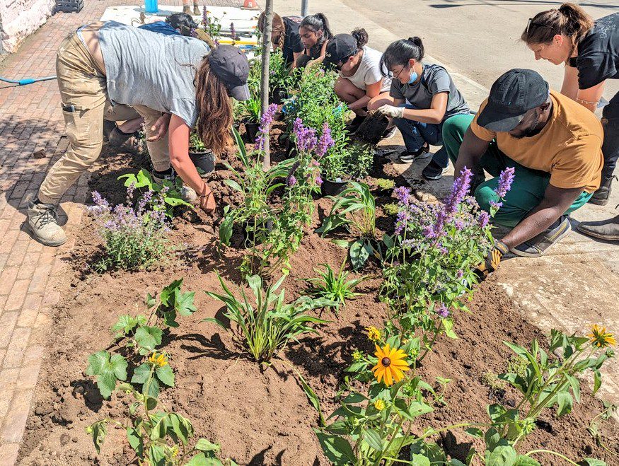 Several people bent over planting flowers in a flower bed.