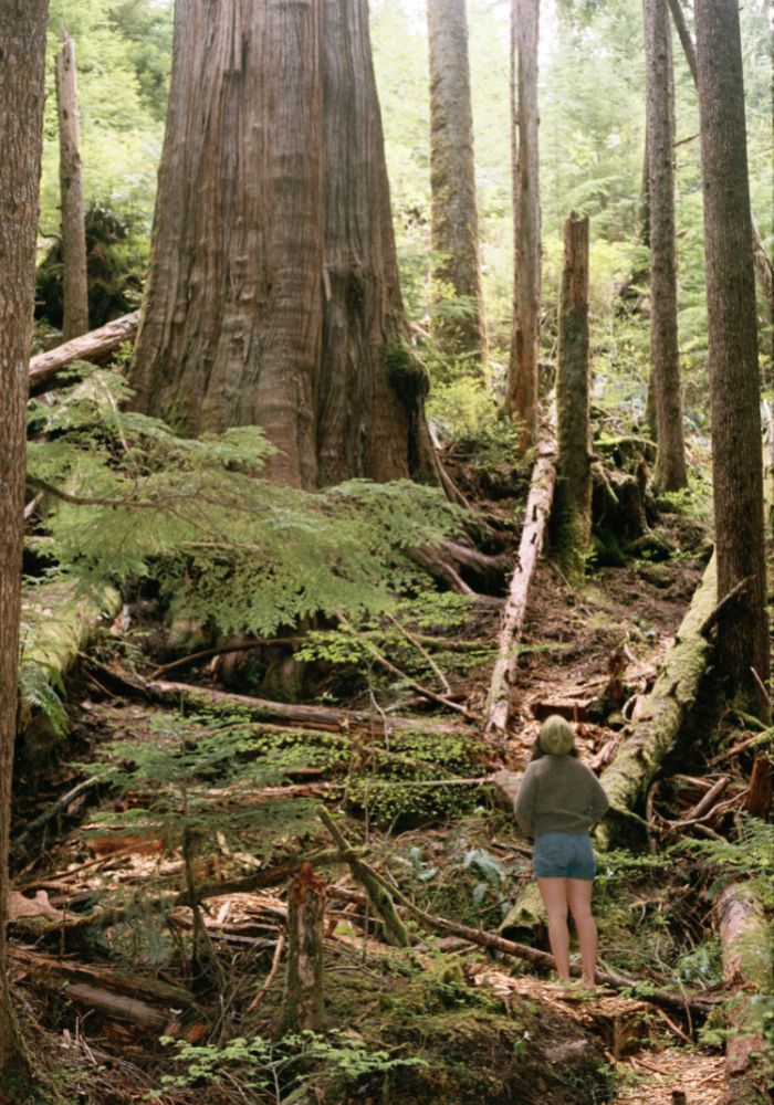 Person looking at an old growth tree in BC