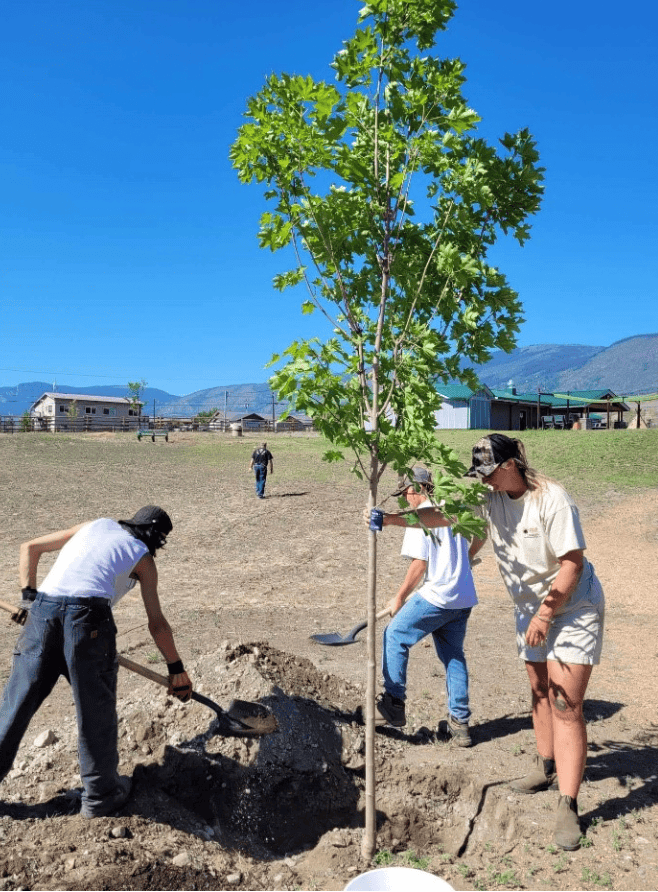 Ashcroft Indian Band regreens following wildfire losses - Green ...