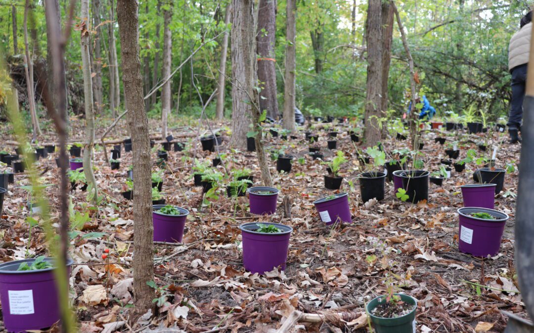 Plant pots place all over a forest floor surrounded by trees