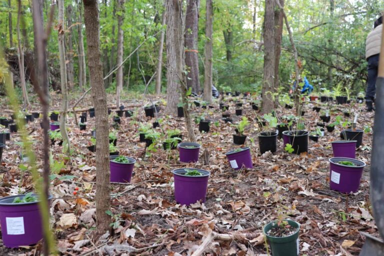 Plant pots place all over a forest floor surrounded by trees