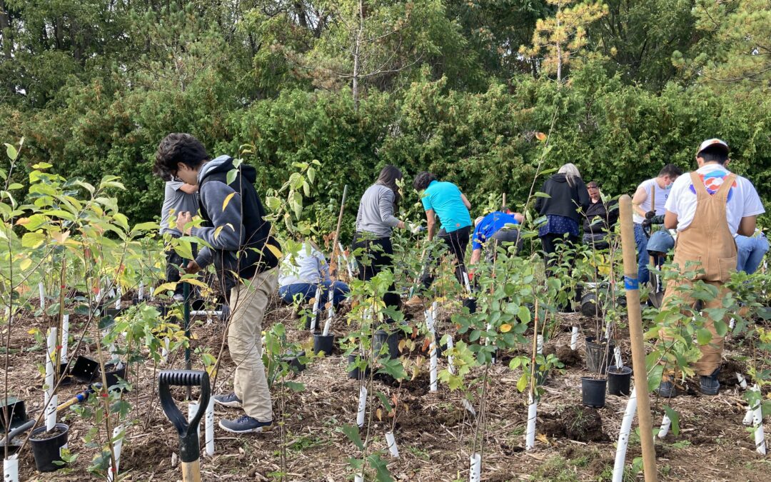 ReForest London grows London’s Urban Forest with Mini Forest at Sisters of the Precious Blood Monastery 