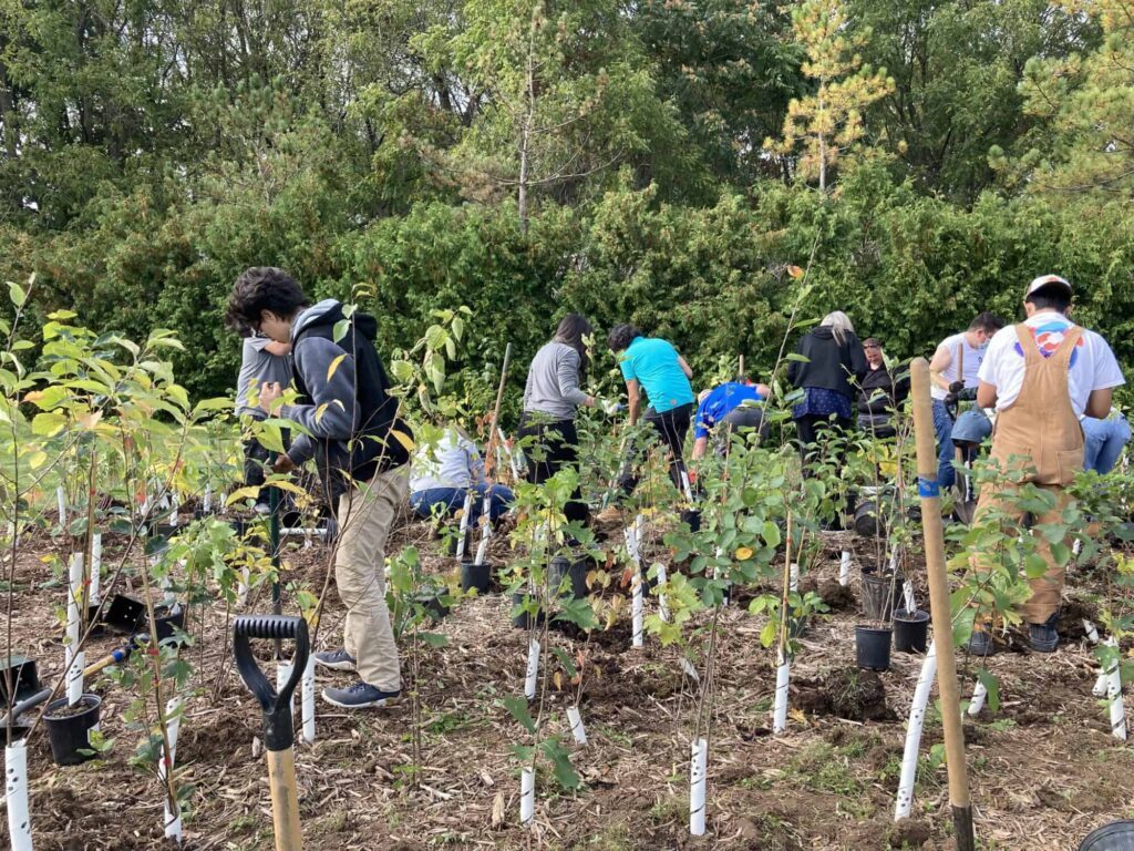People stand in a forest area surrounded by soil and newly planted trees.