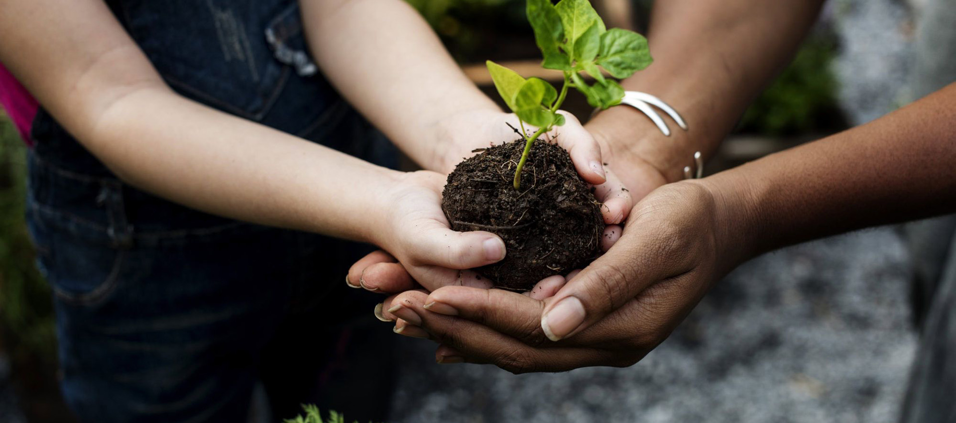 An adults hand cupped and holding a child's hand that are also cupped and holding seedling that's rooted in a ball of soil