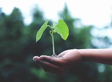 A hand holding fresh soil and a seedling.