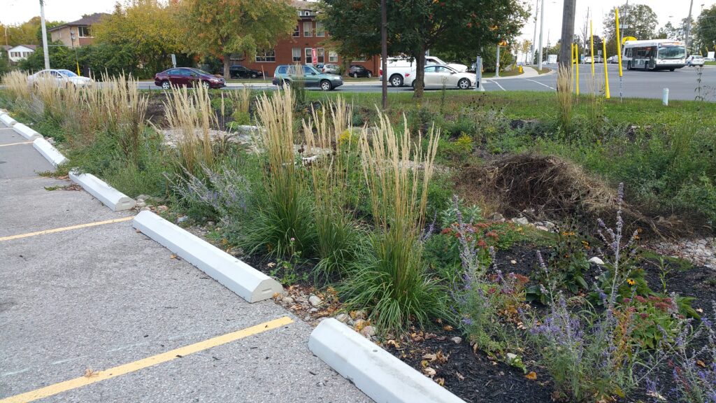 Rain garden planted between a parking lot and a busy road, filled with tall native grasses and flowers.