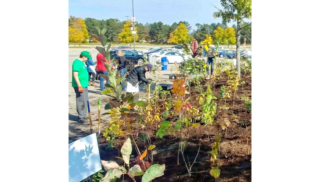 Volunteers plant young native trees and shrubs in a newly mulched mini forest site beside a parking lot.