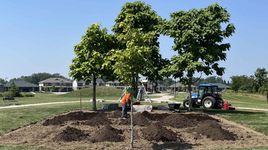 Image shows a rectangle patch of soil with smaller piles of dark brown soil across the area. There are trees planted in that area as well. A volunteer and an excavator can be seen in the picture.