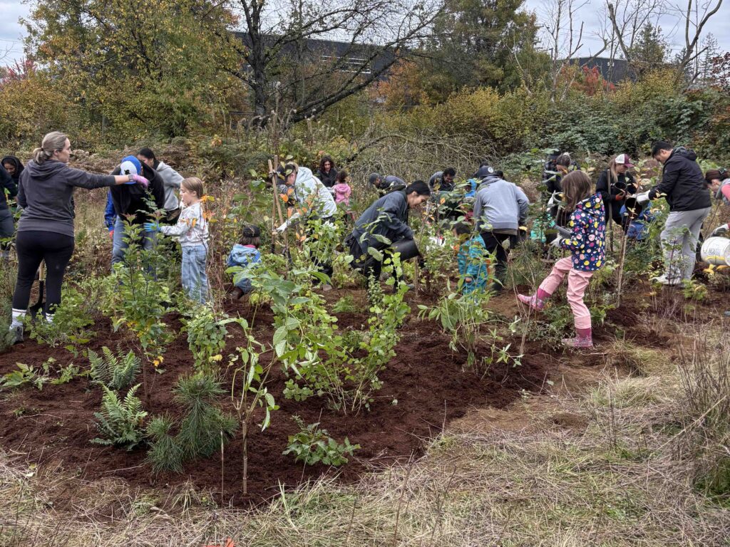 Volunteers planting the mini forest at Gloucester Park in Langley, BC. They are all crouched down around their respective plants.