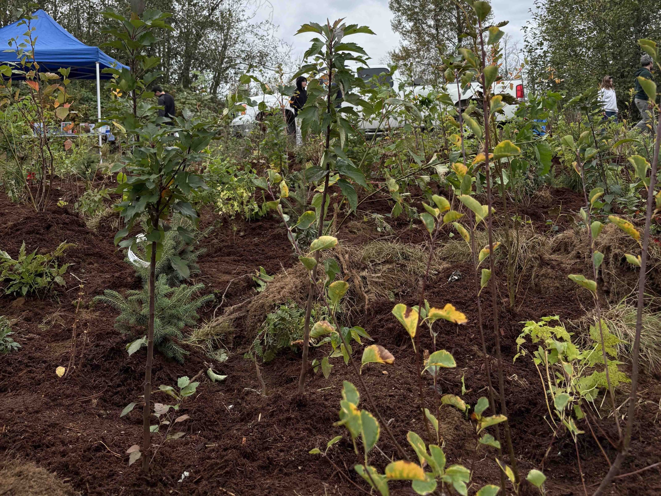 An image of the soil sampling site after the site has been amended. The soil can be seen overturned.