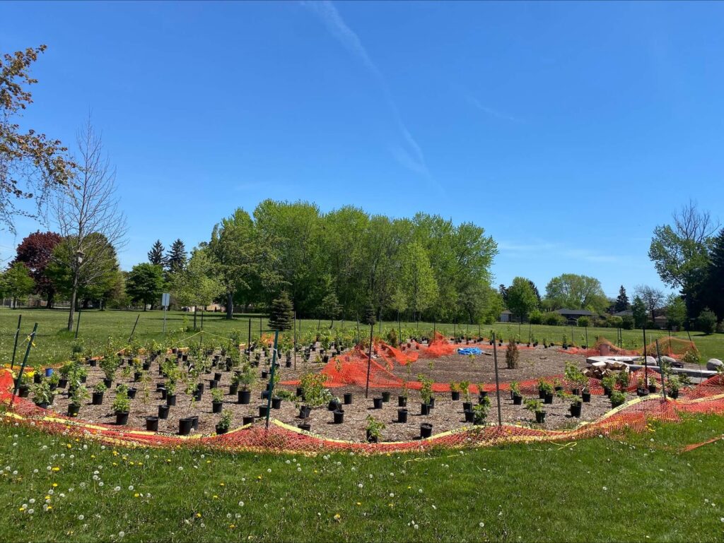 Rows of native trees and shrubs prepared for planting at a healing forest site.